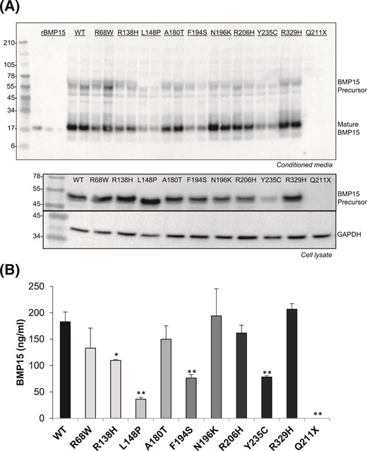 Effects of POI BMP15 mutations on growth factor synthesis and secretion. (A) Mutations were substituted into hBMP15 using in vitro site-directed mutagenesis. To determine the effects of the mutations on BMP15 production, conditioned media and cell lysates from HEK-293T cells transfected with either wild-type (WT) or mutant constructs were analyzed by Western blot. Samples were detected under reducing conditions using BMP15 mAb28 specific for the mature domain. The 55-kDa BMP15 precursor and 18-kDa mature peptide are shown. For cell lysates, blots were probed with antibodies against BMP15 or glyceraldehyde-3-phosphate dehydrogenase (loading control). Recombinant BMP15 (45, 15, and 5 ng in lanes 1, 2, and 3, respectively) was used to quantify mature peptide. (B) Densitometric quantification of wild-type and mutant BMP15 mature peptide using the Bio-Rad ChemiDoc MP system. Transfections and Western blots were performed in 4 separate experiments, with representative images shown. The images were analyzed using Image Laboratory software (Bio-Rad). The stars indicate significant differences at P < 0.05 (*) or at P < 0.01 (**) compared with wild-type BMP15.
