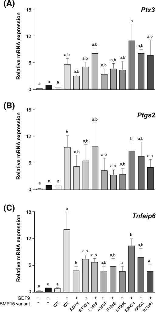 Synergistic activity of GDF9 and BMP15 variants on the expression of genes associated with cumulus cell differentiation. Mouse primary mural GCs were treated for 24 hours with fresh media containing recombinant human FSH plus recombinant GDF9, BMP15 variants, or recombinant GDF9 plus BMP15 variants. (A) Ptx3, (B) Ptgs2, and (C) Tnfaip6 messenger RNA expression were evaluated. All of the proteins were added at 30 ng/ml. Data are the mean ± standard deviation of triplicate determinations from representative experiments. The experiments were repeated 4 times. The bars (means ± standard error of the mean) with no common lowercase letters indicate significant differences at P < 0.05 within the same graph. WT, wild-type.