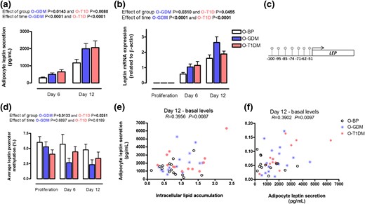 Leptin regulation. Preadipocytes from O-BP (n = 18), O-GDM (n = 18), and O-T1DM (n = 16) were cultured until maturity on day 12. Cells were harvested during proliferation, at day 6, and at day 12. (a) Adipocyte leptin secretion into the cell media. (b) Leptin mRNA expression. (c) Investigated CpG sites in the LEP promoter. (d) Average DNA methylation of the investigated CpG sites. (e) Relationship between basal intracellular lipid accumulation and adipocyte leptin secretion at day 12. (f) Relationship between adipocyte leptin secretion and glycerol release into the cell media. Data are shown as mean ± SEM. The time and group effect was analyzed by repeated ANOVA.