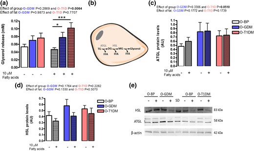 Adipocyte lipolysis. Preadipocytes were established from O-BP (n = 18), O-GDM (n = 18), and O-T1DM (n = 16) and cultured until maturity. Media, RNA, and protein were harvested at day 12 with and without 3 days of 10 µM fatty acid supply. (a) Lipolysis estimated by glycerol release into the cell media. (b) Overview of regulation of lipolysis. (c) ATGL protein levels. (d) HSL protein levels. (e) Western blot of HSL, ATGL, and β-actin. Hatched bars indicate 10 μM fatty acid supply. Data are shown as mean ± SEM. The time and fat effect was analyzed by repeated ANOVA. *P < 0.05, ***P < 0.001 (t test). DG, diglycerides; FFA, free fatty acids; MG, monoglycerides; TG, triglycerides.