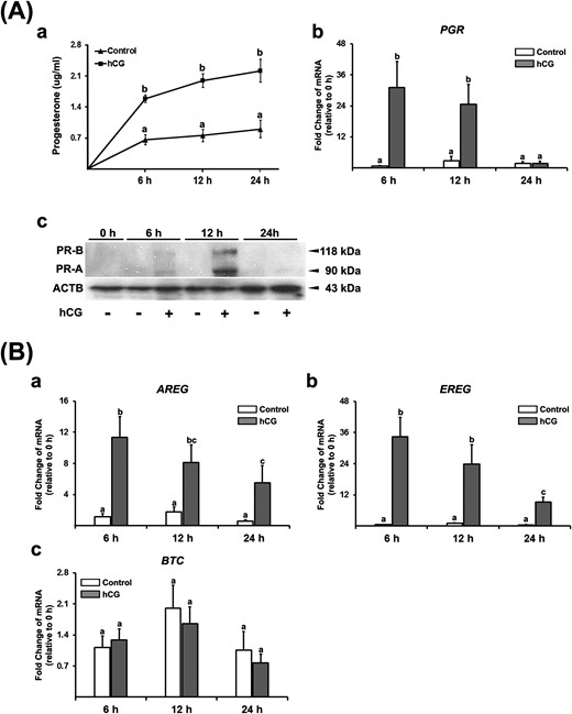hCG increases progesterone production and the expression of PGR and EGF-like factors. Granulosa/lutein cells obtained from IVF patients were cultured for 6 days and then treated without (Control) or with hCG (1 IU/mL) for 6, 12, or 24 hours. (Aa) The concentration of P4 was measured in conditioned media (n = 5). (Ab) The levels of PGR mRNA were measured by quantitative PCR and normalized to the levels of RNA18S5 in each sample (n = 4 independent experiments). Bars with no common superscripts are significantly different (P < 0.05). (Ac) Two isoforms of PGR protein (PR-A and PR-B) were detected by Western blots. Each lane (30 µg) was loaded with cell lysates. The membrane was reprobed with a monoclonal antibody against β-actin (ACTB) to assess the loading of protein in each lane. The experiments were repeated three times with independent samples. (B) The levels of (a) AREG, (b) EREG, and (c) BTC mRNA were measured by quantitative PCR and normalized to the levels of RNA18S5 mRNA in each sample (n = 4 to 6 independent experiments for each time point). Bars with no common superscripts are significantly different (P < 0.05).