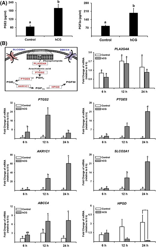 hCG increases PG production and the expression of PTG synthases and transporters. Primary hGLC were treated without (Control) or with hCG (1 IU/mL) for 6, 12, or 24 hours. (A) The concentrations of PGE2 and PGF2a were measured in conditioned media (n = 5 independent experiments). (B) A schematic diagram of the PG biosynthesis pathway highlighting specific PTG synthases (PLA2G4A, PTFS2, PTGES, and ARK1C1), transporters (SLCO2A1 and ABCC4), and metabolic enzyme (HPGD) involved. The levels of mRNA for these genes were measured by quantitative PCR and normalized to the levels of RNA18S5 mRNA in each sample (n = 4 to 6 independent experiments). Bars with no common superscripts are significantly different (P < 0.05).