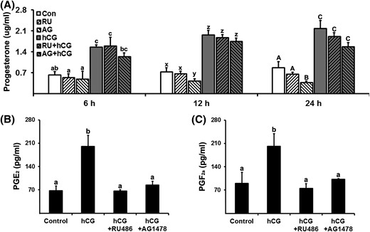 Inhibitors of P4/PGR action and EGFR signaling decreased progesterone and prostaglandin production. Primary hGLCs were treated with or without RU486 (progesterone receptor antagonist, 20 µM) or AG1478 (EGFR tyrosine kinase inhibitor, 10 µM) in the absence or presence of hCG (1 IU/mL) for 6, 12, or 24 hours. (A) The concentration of progesterone was measured in conditioned media. RU, RU486; AG, AG1478. Concentrations of (B) PGE2 and (C) PGF2α were measured in conditioned media collected at 24 hours after hCG treatment (n = 4 to 5 independent experiments). Bars with no common superscripts in each time point are significantly different (P < 0.05).