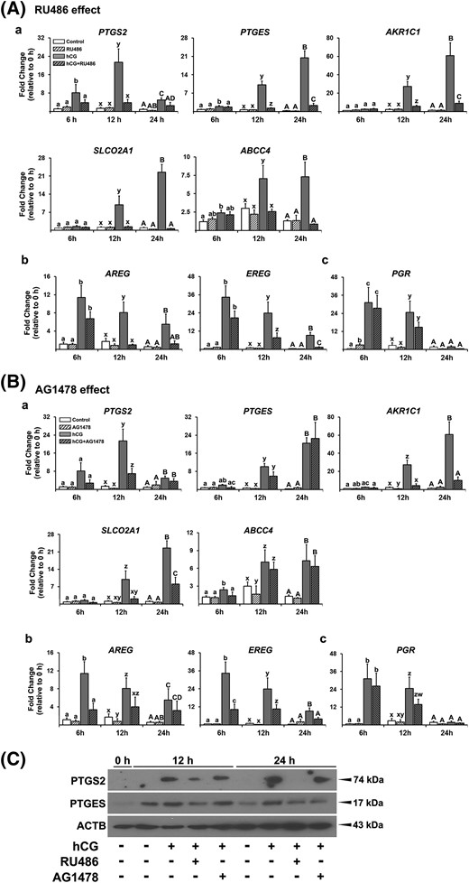 Inhibitors of P4/PGR action and EGF signaling decreased the levels of mRNA for PTG synthases and transporters and EGF-like factors. Primary hGLCs were treated with or without (A) RU486 (20 µM) or (B) AG1478 (10 µM) in the absence or presence of hCG (1 IU/mL) for 6, 12, or 24 hours. (A and B) The levels of mRNA for PTG synthases (PTGS2, PTGES, and AKR1C1), transporters (SLCO2A1 and ABCC4), EGF-like factors (AREG and EREG), and PGR were measured by quantitative PCR. The levels of transcripts were normalized to those of RNA18S5 mRNA in each sample (n = 4 to 6 independent experiments). Bars with no common superscripts in each time point are significantly different (P < 0.05). (C) Western blot analyses were performed with whole cell lysate (30 µg) to detect PTGS2 and PTGES protein. β-actin (ACTB) was used as a loading control. Experiments were repeated three times with independent samples.
