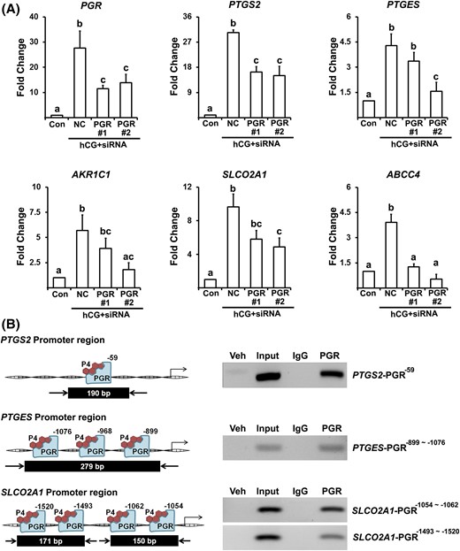 PGR siRNA reduced the expression of PTG synthases and transporters and PGR binds to promoter regions of PTGS2, PTGES, and SLCO2A1. (A) Primary hGLCs were treated with or without hCG (1 IU/mL) in the presence of negative control (NC) siRNA and PGR siRNA (#1 and #2) for 10 hours. The levels of mRNA for PTG synthases (PTGS2, PTGES, and AKR1C1), transporters (SLCO2A1 and ABCC4) and PGR were measured by quantitative PCR. The levels of transcripts were normalized to RNA18S5 mRNA in each sample (n = 3 independent experiments). Bars with no common superscripts in each time point are significantly different (P < 0.05). (B) ChIP assay was performed using hGLC treated with hCG (1 IU/mL) for 12 hours. DNAs immunoprecipitated with PGR antibody or IgG and input DNA were analyzed using primer pairs specific to promoter regions of the PTGS2, PTGES, and SLCO2A1 gene and represented as arrows. Amplified DNA fragments containing PGR responsive elements are represented as a black box with the indicated PCR product size. Experiments were repeated three times, each with independent cultured cells.