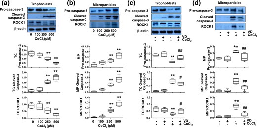 Effects of 1,25(OH)2D3 (VD) on altered caspase-3 and ROCK1 expression induced by CoCl2 in trophoblasts and trophoblast-derived MPs. Trophoblasts from uncomplicated pregnancies were used. (a) Protein expression for procaspase-3, cleaved caspase-3, and ROCK1 in trophoblasts treated with different concentrations of CoCl2. The box and whisker plots show relative expression after being normalized with β actin in each sample. CoCl2 induced a dose-dependent decrease in procaspase-3 expression, but a dose-dependent increase in cleaved caspase-3 expression. Two bands were detected for ROCK1, inactive form at 160 kDa and a cleaved form at 130 kDa. Although expression of inactive form of ROCK1 was reduced, and activated form was increased in cells treated with CoCl2, total ROCK1 expression was also dose-dependent decreased in cells treated with CoCl2. **P < 0.01. (b) Protein expression for procaspase-3, cleaved caspase-3, and ROCK1 expression in trophoblast-derived MPs from trophoblasts treated with different concentrations of CoCl2. The box and whisker plots show relative expression after being normalized with total cellular protein per well. A 130-kDa band for ROCK1 was detected in trophoblast-derived MPs. CoCl2-induced dose-dependent increases in procaspase-3, cleaved caspase-3, and ROCK1 expression in trophoblast-derived MPs. **P < 0.01. (c) Expression of procaspase-3, cleaved caspase-3, and ROCK1 in trophoblast cells treated with CoCl2 in the presence or absence of 1,25(OH)2D3. The box and whisker plots show relative expression after being normalized with β-actin expression. **P < 0.01 (CoCl2 treated versus control); #P < 0.05 and ##P < 0.01 (VD + CoCl2 versus CoCl2 treated). (d) Expression of procaspase-3, cleaved caspase-3, and ROCK1 in trophoblast-derived MPs from cells treated with CoCl2 in the presence or absence of 1,25(OH)2D3. VD inhibited CoCl2-induced increases in procaspase-3, cleaved caspase-3, and ROCK1 expression in trophoblast-derived MPs. The box and whisker plots show relative protein expression after being adjusted by total cellular protein per well. **P < 0.01 (CoCl2 treated versus control); ##P < 0.01 (VD + CoCl2 versus CoCl2 treated). Data are from six independent experiments.