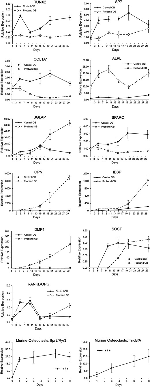 Proband (P7) OB time curve vs controls, and murine OC differentiation. OB differentiation time course (from P7) depicting relative levels of RNA transcripts for various proteins involved in collagen synthesis or bone mineralization, measured at baseline and every 5 days for 30 days. RNA transcripts included RUNX2, SP7, COL1A1, ALPL (TNSALP), BGLAP (osteocalcin), SPARC (osteonectin), OPN (osteopontin), IBSP, DMP1, SOST, and RANKL/OPG. Murine OC differentiation cultures (bottom panels) were used to measure calcium channel expressions. Itpr3/Ryr3 transcripts are equivalent to those for the human ER calcium efflux channels IP3R and RyR, and Tric-b/Tric-a transcripts are equivalent to those for the human channels TRIC-B and TRIC-A.
