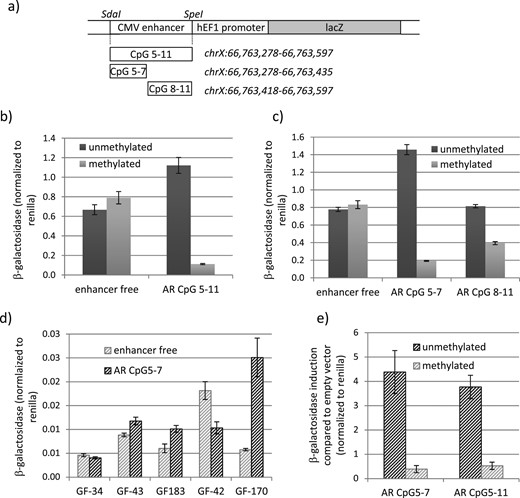 CpG methylation–dependent silencing of the AR proximal promoter region. (a) Schematic representation of the AR promoter constructs used for the β-galactosidase reporter assay. (b) β-Galactosidase activity in HEK293T cells transfected with the enhancer free and the AR CpG5-11 reporter vector in the methylated and unmethylated forms. β-Galactosidase activity significantly differed between the unmethylated and the methylated AR CpG 5-11 (P < 0.001). (c) β-Galactosidase activity in HEK293T cells transfected with the enhancer free, AR CpG5-7, and AR CpG8-11 reporter vectors in the methylated and unmethylated forms. β-Galactosidase activity significantly differed between both unmethylated and methylated AR CpG5-7 and AR CpG8-11 (P < 0.001). (d) β-Galactosidase activity in control GF transfected with the enhancer free and the AR CpG5-7 reporter vectors in the unmethylated form. (e) β-Galactosidase activity in GF170 transfected with the AR CpG5-7 and AR CpG5-11 reporter vectors in the methylated and unmethylated forms relative to enhancer free transfected cells. β-Galactosidase activity significantly differed between unmethylated and methylated AR CpG5-7 and AR CpG8-11 (P < 0.005). All β-galactosidase measurements were normalized to Renilla measurements. Error bars indicate the SD. CMV, cytomegalovirus.