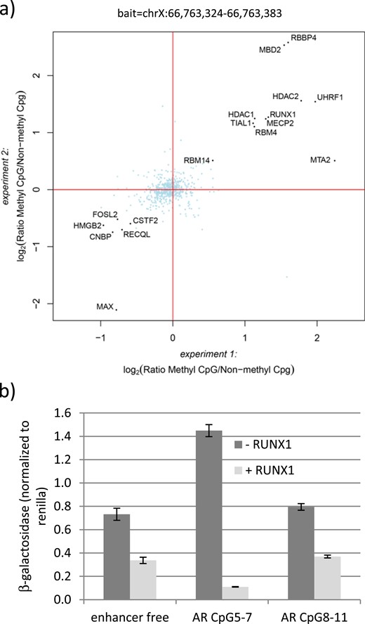 RUNX1 binding and silencing of the chromosomal region chrX:66,763,324-66,763,383. (a) DNA pulldown with oligonucleotides spanning the chromosomal region chrX:66,763,324-66,763,383. Pulldowns using the same methylated or unmethylated oligonucleotides and nuclear extract from GFs were performed in duplicate for each oligonucleotide and were analyzed separately by liquid chromatography/tandem mass spectrometry. Log2 ratios of all identified and quantified proteins in both experiments were plotted against each other. Proteins binding equally well to both oligonucleotides center around log2(ratio) = 0 and are marked in light blue. Proteins binding significantly better to either the methylated or the unmethylated oligonucleotide were determined by intensity-based outlier statistics, requiring a significance of B < 0.001 in both experiments. These proteins are marked with black dots. (b) β-Galactosidase activity in HEK293T cells transfected with the enhancer free, AR CpG5-7, and AR CpG8-11 reporter vectors. All vectors were transfected in unmethylated form and cotransfected with a RUNX1 expression vector (+RUNX1) or the mock vector as control (−RUNX1). Error bars indicate the SD.