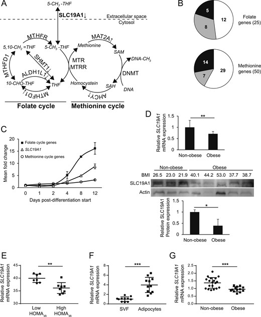 DNA methylation in human adipocytes. (A) Methylation in CpG loci (β value) in proximity to (defined as <1.5 kb upstream to transcription start site, in gene bodies, in 5′- or 3′-untranslated region) protein-encoding genes were compared between nonobese and obese individuals in subcohort 1. Based on data from subcohort 1, GO analyses were performed for genes associated with (B) higher or (C) lower expression in relation to hypermethylation in neighboring CpGs. **P < 0.01.
