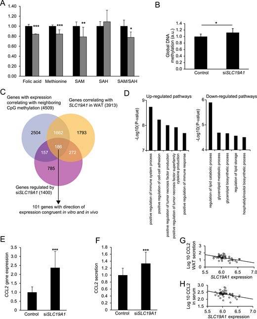 Effects of SLC19A1 silencing in human adipocytes. In vitro differentiated primary adipocytes were transfected with siSLC19A1. This resulted in (A) reduced intracellular folic acid, methionine, SAM levels, and SAM/SAH ratio and (B) an increase in global DNA methylation measured using an ELISA (detailed in Supplemental Table 2). (C) Venn diagram summarizing the bioinformatic approach to identify SLC19A1-regulated genes linked to altered methylation of proximal CpG loci. A total of 186 genes fulfilled the following criteria: regulated in SLC19A1 silenced adipocytes (purple circle), correlated with SLC19A1 expression in WAT (yellow circle; subcohort 1), and had at least one neighboring CpG in which methylation was associated with gene expression (gray circle; subcohort 1). Of these, 101 genes displayed a direction in expression congruent with data obtained in vitro and in vivo. (D) GO analyses of the 101 genes subdivided according to the direction of gene expression in relation to SLC19A1 expression in vitro and in vivo. The top five pathways according to statistical significance are shown; the full list is detailed in Supplemental Table 7. Analyses of (E) mRNA expression and (F) protein secretion confirmed that CCL2 was selectively upregulated in vitro on SLC19A1 silencing. In cohort 2, SLC19A1 expression in subcutaneous WAT was substantially associated with (G) CCL2 secretion (in multiple regression analysis, β coefficient, −0.34 and P = 0.003 after BMI correction) from WAT explants ex vivo and (H) serum CCL2 levels (in multiple regression analysis, β coefficient, −0.27 and P = 0.048 after BMI correction). *P < 0.05, **P < 0.01, ***P < 0.001.