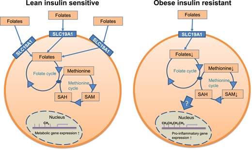 The link among SLC19A1, DNA methylation, and gene expression. Based on the presented data, we propose the following model. (Left) In insulin-sensitive adipocytes), the expression of SLC19A1 and the 1CC pool was balanced. This associates with a normal degree of DNA methylation and gene expression. (Right) In IR adipocytes, the expression of SLC19A1 is reduced, resulting in a perturbed 1CC and reduced SAM levels. Via mechanisms that remain to be elucidated, this results in CpG methylation associated with specific alterations in the expression of proinflammatory (increased) and metabolic (decreased) genes, respectively. The factors attenuating SLC19A1 expression need to be clarified.