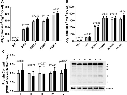(A, B) JO2 and (C) mitochondrial complexes I through V in T2D patients grouped by glycemic control (HbA1c < 7.0 mg/dL; HbA1c ≥ 7.0 mg/dL). JO2, skeletal muscle mitochondrial respiratory O2 flux (pmol/s−1/mg dry wt−1). GM, 2 mM glutamate + 1 mM malate; GM+, GM + 2 mM ADP (state 3); GMS+, GM state 3 + 3 mM succinate; GMSU, GMS state 3 + 2 μM FCCP; PCM, 25 μM palmitoylcarnitine + 1 mM malate; PCM+, PCM + 2 mM ADP (state 3); PCMG+, PCMG state 3 + 2 mM glutamate; PCMGS+, PCMG state 3 + 3 mM succinate; PCMGSC, PCGMS state 3 + cytochrome C; PCMGSU, PCMGSC state 3 + 2 μM FCCP. Gray bars, HbA1c < 7.0 mg/dL (W); black bars, HbA1c ≥ 7.0 mg/dL (P).