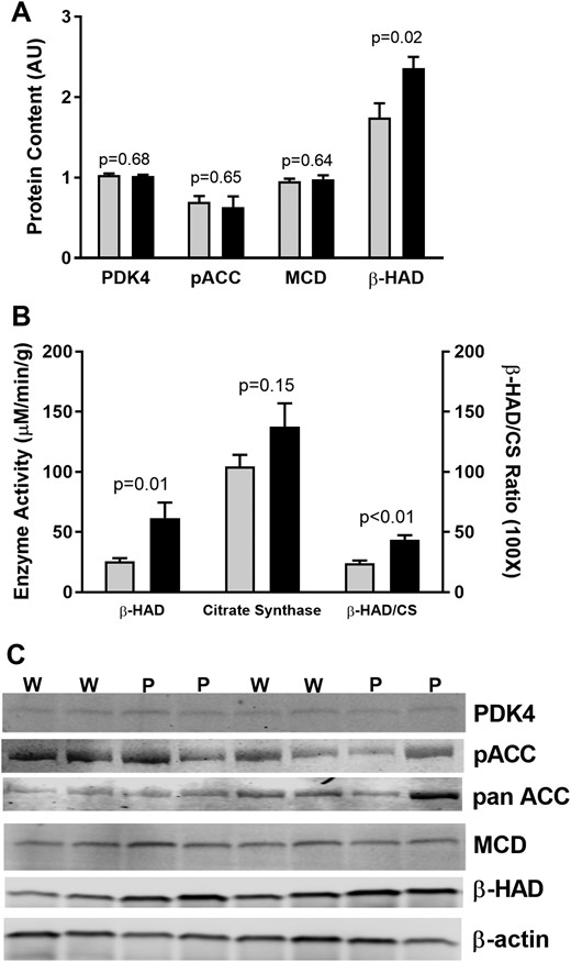 Regulation of FAO in T2D grouped by glycemic control (HbA1c < 7.0 mg/dL; HbA1c ≥ 7.0 mg/dL). (A) Protein content for regulators of FAO. (B) Enzyme activity for β-HAD and citrate synthase. Gray bars, HbA1c < 7.0 mg/dL (W); black bars, HbA1c ≥ 7.0 mg/dL (P).