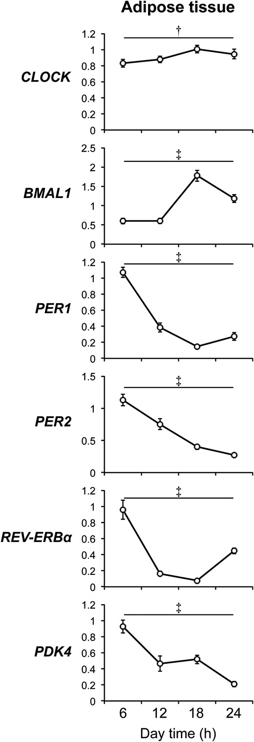 Diurnal expression patterns of clock genes and PDK4 in adipose tissue. Gene expression of selected clock genes (CLOCK, BMAL1, PER1, PER2, and REV-ERBα) and PDK4 normalized to GAPDH expression in subcutaneous adipose tissue obtained from metabolically healthy women (n = 10). Data are means ± SEM. †P < 0.05, ‡P < 0.001, by using one-way repeated measures ANOVA.