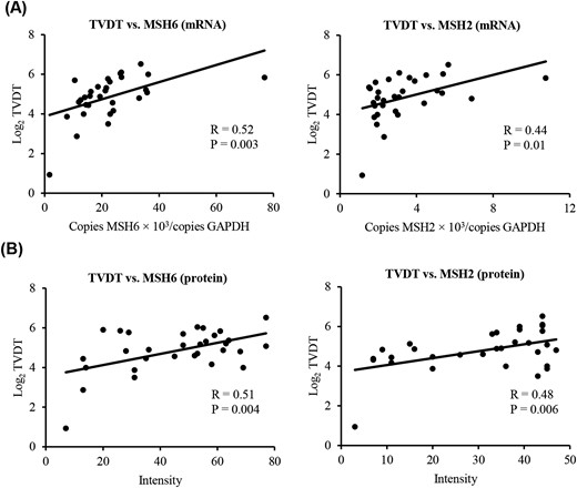 Correlation between MSH6 and MSH2 (A) mRNA/(B) protein expression and Log2 TVDT. The relationship between MMR gene expression in PAs and Log2 TVDT was examined using simple linear regression analysis. MSH6 and MSH2 expression was positively associated with Log2 TVDT (respectively, R = 0.52, P = 0.003, and R = 0.44, P = 0.01). Likewise, MSH6 and MSH2 protein levels were positively associated with Log2 TVDT (respectively, R = 0.51, P = 0.004, and R = 0.48, P = 0.006).