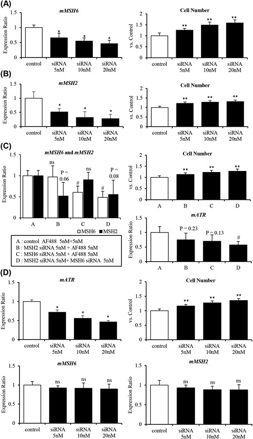 Reduction of MSH6 and/or MSH2 expression by siRNA promotes cell proliferation by decreasing ATR expression in AtT-20ins cells. (A) Knockdown of MSH6 promoted cell proliferation in AtT-20ins treated with various concentrations of siRNA targeting MSH6 (0 to 20 nM). (B) Knockdown of MSH2 promoted cell proliferation in AtT-20ins treated with various concentrations of siRNA targeting MSH2 (0 to 20 nM). (C) Knockdown of both MSH6 and MSH2 significantly decreased ATR expression and promoted cell proliferation to a greater extent than either single knockdown. (D) Knockdown of ATR expression promoted cell proliferation without significantly changing in MSH6 and MSH2 expressions in AtT-20ins treated with various concentrations of siRNA targeting ATR (0 to 20 nM). *P < 0.01 vs control (ANOVA Dunnett’s test); **P < 0.001 vs control (ANOVA Dunnett’s test); #P < 0.05 vs control (ANOVA Dunnett’s test); ns, not significant vs control (ANOVA Dunnett’s test). m, mouse.