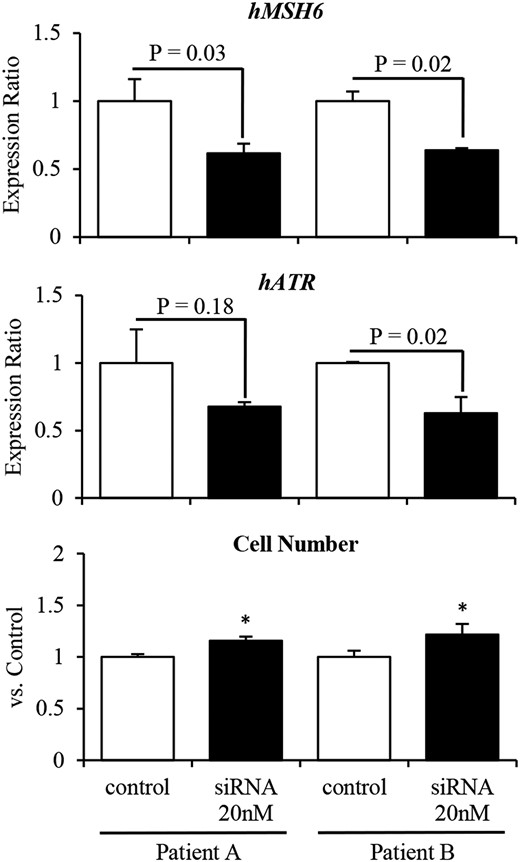 Knockdown of MSH6 expression promotes cell proliferation by decreasing ATR expression in primary cultures of two human (h) nonfunctioning PAs. siRNA-mediated knockdown of MSH6 decreased ATR expression and significantly promoted cell proliferation in primary cultures of two human nonfunctioning PAs.