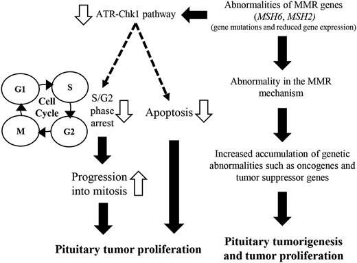 Schematic model of pituitary tumor proliferation associated with abnormal MSH6 and MSH2 expression.