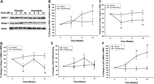 Representative (A) Western blot and densitometry analysis showing percentage change in (B) NQO-1 and (C) Keap-1 proteins and (D) the change in mRNA expression of Keap-1, (E) change in Nrf-2 DNA binding activity, and (F) mRNA expression of p21 in MNCs after placebo and exenatide 10 μg twice a day treatment for 12 weeks in patients with type 2 diabetes (n = 12 in each treatment arm). Data are presented as mean ± standard error. *P < 0.05 by repeated-measures analysis of variance (RMANOVA; compared with baseline); #P < 0.05 by two-way RMANOVA compared with matching placebo.