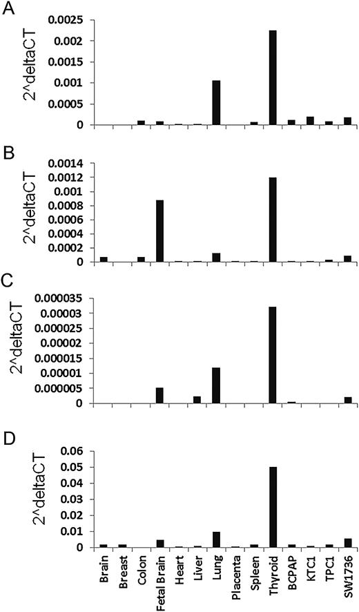 Gene expression analysis of NRG1 isoforms in human tissues and thyroid cancer cell lines. Probe-specific TaqMan quantitative RT-PCR assays were performed. (A) NM_004495. (B) NM_013958. (C) NM_001160008. (D) MultiNRG1 isoforms. The depicted expression level was normalized with GAPDH used as an internal control. The multiNRG1 in (D) was measured with a predesigned TaqMan assay kit #Hs00247620_m1 (http://www.thermofisher.com).