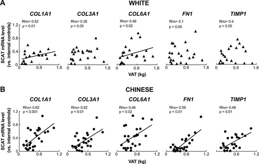 Profibrotic gene expression in the SCAT correlates with visceral fat accrual in Chinese but not white subjects. (A and B) Correlation between SCAT mRNA levels of COL1A1, COL3A1, COL6A1, FN1, and TIMP1, respectively, and VAT mass, showing a consistent positive correlation between markers of SCAT fibrosis and VAT accrual in Chinese (n = 26) but not white (n = 22) subjects. For each data point, mRNA levels are expressed relative to the mean of two internal control genes from the same sample. Solid lines represent correlations through the data.