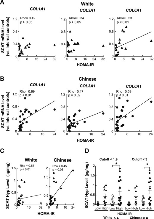 SCAT fibrosis correlates with rising HOMA-IR in Chinese subjects. (A and B) Plots comparing mRNA levels for several profibrotic genes (COL1A1, COL3A1, and COL6A1) in the SCAT with HOMA-IR, showing (A) an inconsistent correlation for white individuals and (B) a relatively consistent positive correlation for Chinese individuals. For each data point, mRNA levels are expressed relative to the mean of two internal control genes from the same sample. (C) Plots showing that increasing SCAT Hyp levels correlate with rising HOMA-IR in both white and Chinese subjects, although the slope of the relationship for white subjects tended to be steeper. *P < 0.05 (D) SCAT Hyp levels for white and Chinese individuals with “high” vs relatively “low” HOMA-IR values, showing that regardless of whether a HOMA-IR cutoff of 1.9 or 3 is used, insulin resistance in Chinese individuals is associated with greater SCAT fibrosis than it is for white counterparts. All analyses in A to D involved 25 Chinese and 20 white subjects, with 3 subjects (2 white and 1 Chinese) being excluded because they were taking insulin. Solid lines represent correlations through the data.