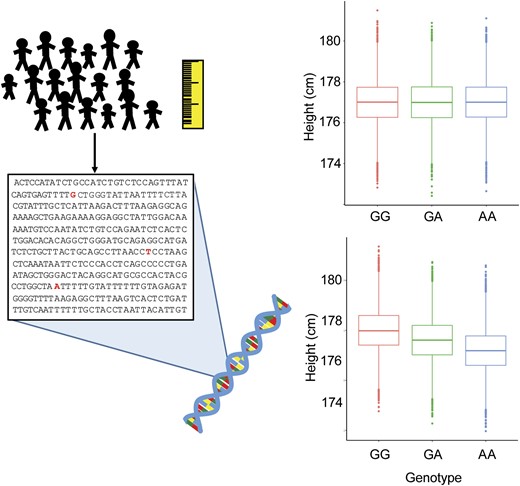 Design of a GWAS for height. Many individuals are collected and are measured for their height. Genotyping assays are then performed on the DNA for each individual to identify the genetic variants each individual carries. Each variant is then tested for correlation with height in the study population. Shown on the top right panel are sample box-and-whisker plots for a genetic variant that is not associated for height. As can be seen, the average height of individuals with the three different genotypes at this variant are approximately the same. On the bottom right are sample box-and-whisker plots for a genetic variant that is associated with height. Here, it can be seen that individuals who carry one or two copies of the A allele of this variant have decreased height. Note the small effect of this variant (0.5-cm reduction in height per A allele), which in reality would be a very strong effect for a GWAS-associated variant. Also, the associated variant is not deterministic, as the distributions of heights among the three genotypes are largely overlapping.