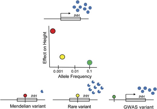 A spectrum of genetic variation atIHH influences height. On the top is theIHH gene, which produces abundant amounts of normally functioning protein (blue dots). The plot in the middle shows the relationship between frequency of variants and effects on height. The red dot in the plot shows an extremely rare variant that causes acrocapitofemoral dysplasia and leads to a 2.3- to 8.6-SD reduction in height. As shown on the bottom left, this mutation leads to a truncated protein with very low expression. The yellow dot in the plot shows a rare variant detected in the rare variant GWAS that has a frequency of approximately 0.2% and causes a 0.294-SD reduction in height. As shown in the bottom middle, this variant alters the protein sequence ofIHH and results in a protein with slightly different functional properties. The green dot in the plot shows a common GWAS variant with frequency of 10%, which leads to a 0.041-SD reduction in height. As shown on the bottom right, this variant is in a regulatory region (not within theIHH gene itself) and influences expression ofIHH.