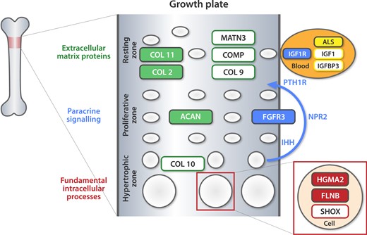 Tissue and cellular localization of proteins encoded by causative genes. The variants identified in our study are fully colored in the figure. ALS, acid-labile subunit; COL 2, collagen type II; COL 9, collagen type IX; COL 10, collagen type X; COL 11, collagen type XI; COMP, cartilage oligomeric matrix protein precursor; FGFR3, fibroblast growth factor receptor 3; IGF1 – insulinlike growth factor-1; IGF1R, insulinlike growth factor-1 receptor; IGFBP3, insulinlike growth factor-binding protein 3; IHH, Indian hedgehog; MATN3, matrilin 3; NPR2, natriuretic peptide receptor 2; PTH1R, parathyroid hormone 1 receptor.