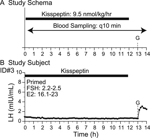 Response to kisspeptin infusion and GnRH. (A) Study schema. (B) Study subject. Arrowheads indicate LH pulses detected by the algorithm. E2, estradiol; G, GnRH IVB (75 ng/kg); q10 min, every 10 min.