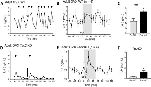 LH pulse profile (A and D) and the effects of NLX (B, C, E, and F) in adult OVX WT and Tac2 KO mice. (A and D) LH pulses 120 min before NLX injection, and 180 min after NLX injection. The NLX injection is indicated by arrows. Arrowheads indicate the LH pulses. (B and E) Changes in LH secretion (mean ± SEM) 60 min before and 120 min after NLX in WT and OVX Tac2 KO mice, respectively. (C and F) The effects of NLX treatment on LH release are also shown as mean ± SEM from 20 min before (Pre NLX) and 20 min after NLX injection (Post NLX). *P < 0.05, Student t test.
