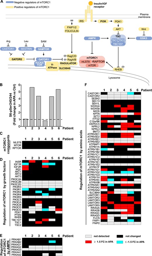 Increased activity of mTORC1 in APA is not caused by overexpression of mTORC1 components or its regulators. (A) Signaling upstream of mTORC1. mTORC1 consists of mTOR, mLST8, and RAPTOR and responds to a diverse set of inputs, most notably, growth factors, amino acids (aa), and cellular energy levels. Insulin and IGFs activate mTORC1 by binding to their cognate receptors, which leads to phosphatidylinositol 3-kinase (PI3K) stimulation and phosphoinositide-dependent kinase 1 (PDK1)-dependent protein kinase B (Akt) activation. Akt phosphorylates and inactivates tuberous sclerosis complex 2 (TSC2), a member of the TSC complex that functions as a GTPase-activating protein toward rat sarcoma homolog protein enriched in brain (RHEB). GTP-bound RHEB binds and activates mTORC1 (23). Amino acids stimulate mTORC1 by modulation of the activity of various proteins and protein complexes that regulate RAG heterodimers. Activated RAGs recruit mTORC1 to the lysosomal surface, where it interacts with RHEB. Amino acids are required for mTORC1 activation in response to any other signal (24). Energy stress (manifested as increased AMP/ATP ratio) suppresses mTORC1 signaling by activation of AMP-activated protein kinase (AMPK), which, in turn, inhibits RAPTOR and activates the TSC complex. Bold font indicates protein complexes (23). (B) mTORC1 activity in APAs. Levels of S6-pSer240/244, a well-established marker of mTORC1 signaling, were quantified in APA and Ctrl of the same patient by immunoblot. (C–F) Expression of (C) mTORC1 components and proteins involved in mTORC1 regulation by (D) growth factors, (E) AMPK, and (F) amino acids in APAs. Proteins were quantified in APA and matched Ctrl by deep quantitative MS. Proteins were considered deregulated in APA when they were differentially expressed by >1.5-fold (P < 0.05, ANOVA-based t test), or they were detected exclusively either in Ctrl or APA samples. APTOR, regulatory protein associated with mTOR; Arg, arginine; FNIP 1/2, folliculin interacting protein 1/2; FC, fold change; GATOR 1, GAP activity toward Rags 1; GSK, glycogen synthase kinase 3; IRS, insulin receptor substrate; Leu, leucine; mLST8, mammalian lethal with Sec13 protein 8; RTBC1D7, TBC1 domain family member 7; SAM, S-adenosylmethionine; SAMTOR, S-adenosylmethionine sensor for the mTORC1 pathway; SLC38A9, solute carrier family 38 member 9.