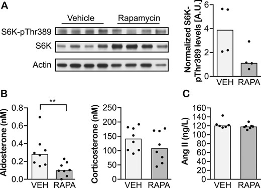 Systemic inhibition of mTORC1 decreases plasma aldosterone levels in mice. (A) Immunoblot evaluating levels of S6K-pThr389, the activated form of S6K, and direct target of mTORC1 signaling in adrenal glands of mice treated with vehicle (VEH) or rapamycin (RAPA) for 24 h. (B) Plasma aldosterone and corticosterone, and (C) Ang II levels in mice treated with vehicle or rapamycin for 24 h. Data are shown as medians. n = 4–8 animals per group. **P < 0.01 (Mann-Whitney test).