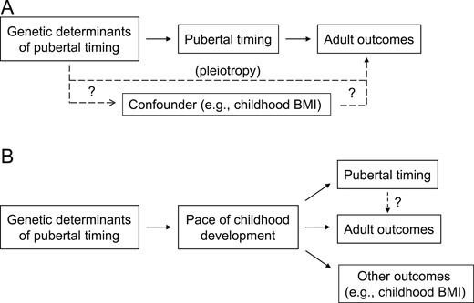 Models for interpretation of MR studies on pubertal timing. (A) MR studies of pubertal timing are used to analyze the effect of genetic factors that influence pubertal timing on an outcome of interest. After correcting for pleiotropic effects (i.e., direct effects of the genetic factors on the outcome), which could be mediated by confounders, MR infers that any effect of the genetic factors on the outcome is mediated by pubertal timing. (B) An alternative model is that genetic factors influence pubertal timing through yet-to-be-identified mediators that influence the pace of childhood development. It may be these mediators, rather than pubertal timing itself, that affect the adult outcomes of interest (and potentially other outcomes) in MR studies. BMI, body mass index.