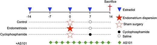 Preparation of control, endometriosis model and cyclophosphamide-treated mice (positive control for primordial follicle activation). All mice received a subcutaneous injection of 100 µg/kg estradiol valerate every week for 4 wk. For the endometriosis model mouse, uterine tissues taken from homologous donor mice were chopped into small fragments. These fragments, which mimic shed human endometrium in women, were dispersed into the peritoneal cavity in recipient mice (day 0). After 14 d (day 14), mice were euthanized and ovaries and endometriosis lesions were collected. The positive control mice (for primordial follicle activation) were prepared by administering cyclophosphamide at 75 mg/kg once on day 7. Negative control mice received normal saline solution instead of uterine fragments or cyclophosphamide. AS101, a PI3K-PTEN-Akt pathway modulator, was injected intraperitoneally at 10 µg per mouse every second day from 7 d before the dispssersion of endometrial tissue (day 7) until euthanasia (day 14).