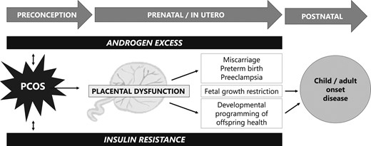 Placental dysfunction mediated by androgen excess and insulin resistance may lead to adverse pregnancy, birth, and long-term developmental outcomes in offspring.