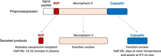Preprovasopressin, AVP, and copeptin.