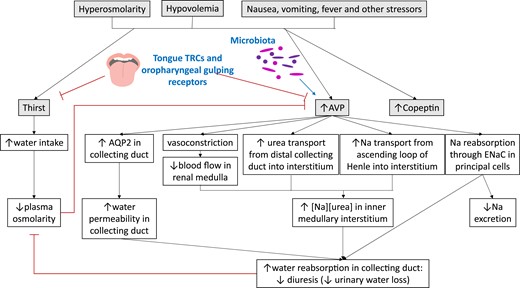 Regulation of thirst and AVP secretion and pathways engaged to restore plasma osmolarity. Novel regulators of thirst and AVP secretion are shown in bold blue. Copeptin is cosecreted with AVP, but its function remains unclear. TRC, taste receptor cell.