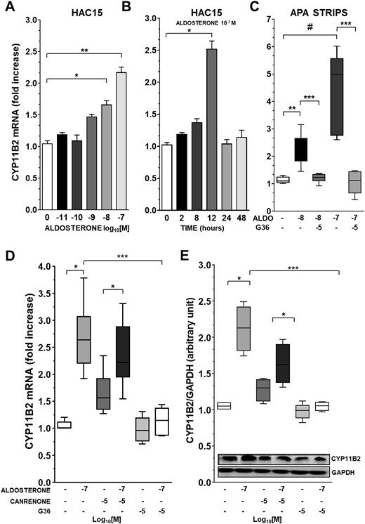 Aldosterone treatment enhances CYP11B2 via GPER activation. (A) CYP11B2 gene expression after exposure of HAC15 cells to increasing concentration of aldosterone. Data represent mean ± SD (n = 5). (B) CYP11B2 expression levels in HAC15 cell exposed for 2, 8, 12, 24, and 48 h to aldosterone 10−7 M. Data represent mean ± SD (n = 5). (C) Aldosterone-induced CYP11B2 mRNA expression in APA strips obtained from four different patients. APA strips were treated with aldosterone 10−8 M and 10−7 M alone or in addition to G36 10−6 M or 10−5 M, respectively. Data represent median and 95% CI of four different experiments performed in triplicate. (D) CYP11B2 gene expression after treatment of HAC15 cells with aldosterone 10−7 M in addition to canrenone 10−5 M or G36 10−5 M. Data represent median and 95% CI of seven different experiments performed in duplicate. (E) CYP11B2 protein expression after treatment with aldosterone 10−7 M alone or in addition to canrenone 10−5 M or G36 10−5 M for 24 h. Data represent median and 95% CI of five different experiments performed in duplicate. ALDO, aldosterone; GAPDH, glyceraldehyde 3-phosphate dehydrogenase. *P < 0.01; **P < 0.001, ***P < 0.0001; #P = 0.002.