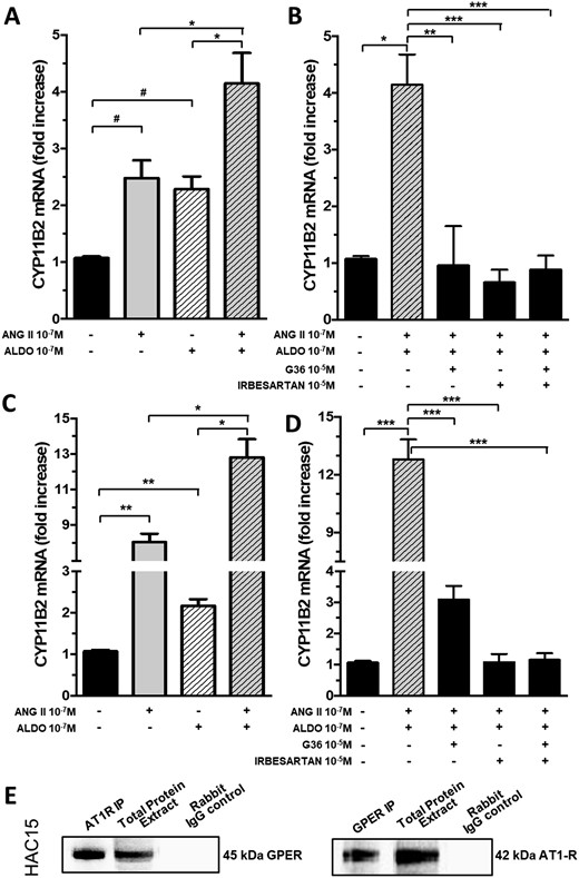 Cross-talk between G protein–coupled receptors AT1 and GPER-1. (A) Aldosterone in addition to Ang II increased the expression of CYP11B2 gene in APA strips. (B) CYP11B2 gene expression in APA strips after pretreatment with aldosterone and Ang II in addition to irbesartan, G36, or both. (C) Aldosterone in addition to Ang II increased the expression of CYP11B2 gene in HAC15 cells. (D) CYP11B2 gene expression in HAC15 cells after pretreatment with aldosterone and Ang II on top of irbesartan or G36, or both. For (A) to (D) data represent mean ± SD of four different experiments performed in duplicate. (E) Representative results of coimmunoprecipitation experiments performed in HAC15 cells; after AT1R immunoprecipitation, GPER protein expression was detected by immunoblot; the presence of heterodimers in GPER-immunoprecipitated protein was also confirmed (n = 3). Rabbit IgG control: negative control. ALDO, aldosterone. #P = 0.04; *P = 0.03; **P < 0.01; ***P < 0.001.