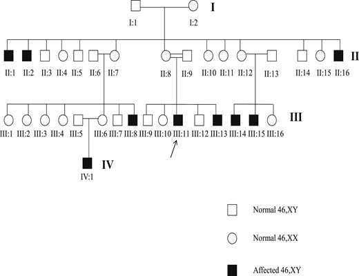Familial pedigree. The individuals III:8, III:13, III:14, III:15, and IV:1 were assigned as female and the individuals II:1, II:2, II:16, and III:11 were assigned as male.