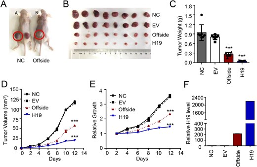 H19 overexpression inhibits in vivo growth of the contralateral GH3 tumor. (A) Normal GH3 cells were injected into the left flank and lentivirus-transfected GH3 cells were injected into the right flank of nude mice in group A, whereas normal GH3 cells were injected into the left flank and H19-overexpressing GH3 cells were injected into the right flank of nude mice in group B, both at the concentration of 1 × 106 cells (n = 8); the mice were euthanized after a 2-wk culture. (B) The tumors were removed, photographed and weighed. (C) The mean weight of the tumors on the contralateral H19 side was significantly lower than that on the normal GH3 side. ***P < 0.0001. (D and E) The volume and growth rate of the subcutaneous tumor formation were measured daily using the following equation: volume = a × b2/2, where a represents the length and b represents the width. ***P < 0.0001. (F) The H19 expression level in the four groups was detected and H19 RNA was measured by qRT-PCR and normalized to β-actin.