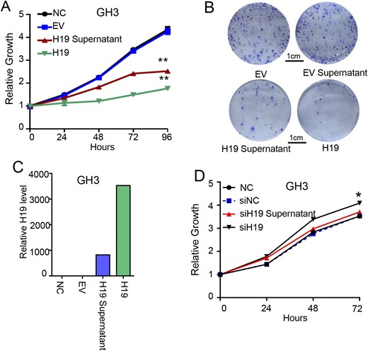 The H19-overexpression cell medium can inhibit normal GH3 cell proliferation in vitro. (A) The H19-overexpression cell medium can inhibit normal GH3 cell proliferation in vitro. For 4 d, cell viability was periodically measured with an MTS assay (n = 3). **P < 0.001. (B) H19-overexpression cell medium reduced the colony formation rate of GH3 cells. GH3- and H19-overexpressing GH3 cells were seeded to six-well plates with 500 cells per well and cultured separately with the normal medium, lentivirus supernatant, and H19-overxpression supernatant for 14 d, stained with crystal violet, and counted for the number of colonies. (C) The H19 expression level in the four groups was determined, and the H19 RNA level was detected by qRT-PCR and normalized to β-actin. (D) The H19 low expression cell medium promotes GH3 cell proliferation in vitro. For 3 d, cell viability was periodically measured with an MTS assay (n = 3). *P < 0.05.
