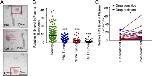 Clinical significance of exosomal H19 in therapeutic outcomes. (A) Representative images of plasma exosomes in healthy subjects, patients with pituitary tumors sensitive to drug therapy, and those with pituitary tumors resistant to drug therapy (scale bars, 200 nm). (B) Exosomes were isolated from plasma by ultracentrifugation, from which total RNA was extracted. The H19 RNA level was detected by qRT-PCR, and H19 expression levels in plasma exosomes from the 200 healthy subjects and 206 patients with pituitary tumors were detected. ***P < 0.0001. (C) H19 expression levels in plasma exosomes from 25 patients with prolactinoma before and after DA treatment. Correlation analysis is based on patient sensitivity to BRC or CAB, which indicates that the change of H19 expression may be used as an indicator of the patient’s response to DAs (*P < 0.05).
