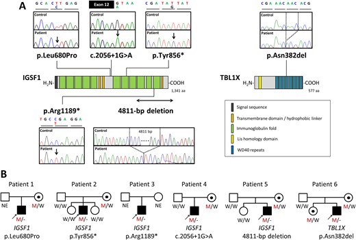 Identification of the five IGSF1 mutations and one TBL1X mutation. (A) Schematic diagrams of the IGSF1 protein (left) and the TBL1X protein (right) are shown along with electropherograms of each mutation-carrying patient. The mutated nucleotides are shown by arrows. For deletions, deleted nucleotides are shown by dashed lines. (B) Pedigrees of the six mutation-carrying patients. Black symbols indicate individuals affected with congenital i-TSHD. Abbreviations: M, mutated; NE, not evaluated; W, wild-type.