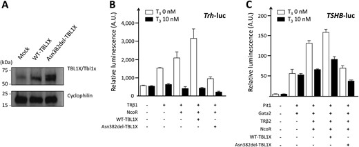 Functional characterization of the TBL1X p.Asn382del mutation. Western blotting, performed with use of N-1 cells, showed similar protein expression levels between WT and (A) the mutant. Cyclophilin was used as a loading control. Note that N-1 cells express endogenous mouse Tbl1x protein with a relatively low level. (B) In the luciferase assay using the Trh-luc reporter, LIA of Trh-luc was observed with coexpression of TRβ1 and NCoR. The LIA was further augmented with addition of WT-TBL1X, but was abrogated with addition of Asn382-del-TBL1X. (C) Similar results were obtained with the TSHB-luc reporter. The data of the luciferase assays are representative of three experiments showing similar results. Bars indicate SEM.