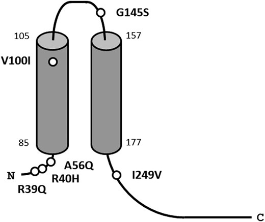 Position of SNVs in Kir2.6 encoded by KCNJ18. R39Q, R40H, A56Q, and I249V were located in the intracellular domain, V100I in the transmembrane domain, and G145S in the extracellular domain of Kir2.6.