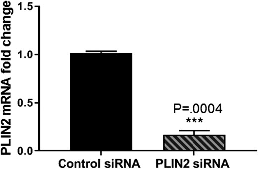 PLIN2 knockdown significantly decreases its expression in leiomyoma cells. Leiomyoma cells were transfected with control siRNA or PLIN2 siRNA for 72 h. PLIN2 mRNA expression was detected using RT qPCR, which was downregulated ∼0.17-fold (0.166 ± 0.04). Results are reported as fold change compared with control siRNA. The mean ± SEM for four patient samples is reported. ***P = 0.0004.