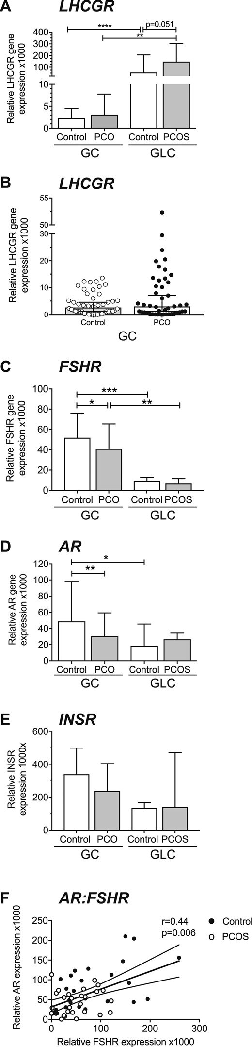 Gonadotropin, androgen, and insulin receptor expression (median + 95% CI). (A) LHCGR was higher in control and PCOS (GLCs) (n = 6) than in control and PCO GCs from small antral follicles (****P < 0.0001, **P < 0.01) (n = 49, n = 49). LHCGR was higher in PCOS GLCs than in controls (P = 0.051). LHCGR expression did not significantly differ between PCO and control GCs; however, in the PCOS group, a subset of samples (20%, 10 of 49) had an expression between 5 and 20 times higher than the mean expression of LHCGR. (B) Scatter plot of LHCGR in control and PCO GCs demonstrating individual PCO samples with higher LHCGR. (C) Median FSHR expression was higher in control and PCO GCs than in control and PCOS GLCs (***P < 0.001, **P < 0.01). FSHR expression was lower in PCO GCs than in controls (*P = 0.03). FSHR expression was the same in control and PCOS GLC. (D) AR expression was 3.5-fold lower in control GLCs than in GCs (*P < 0.05). AR in PCO GCs was half that of control samples (**P < 0.01). AR in PCOS GLCs was similar to that in control GLCs. (E) INSR expression was the same in control and PCO GCs and GLCs. (F) AR and FSHR expression were positively correlated (P = 0.006, r = 0.44).